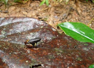 만텔라 케어 – 마다가스카르 독개구리를 테라리움에 보관