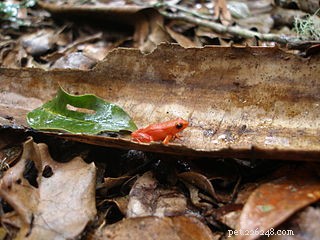 Péče o mantelly – chov madagaskarských jedovatých žab v teráriu