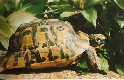 De beste huisdierenschildpad - verzorging voor Griekse schildpad en gouden Griekse schildpad