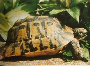 La meilleure tortue de compagnie – Soins des tortues grecques et des tortues grecques dorées