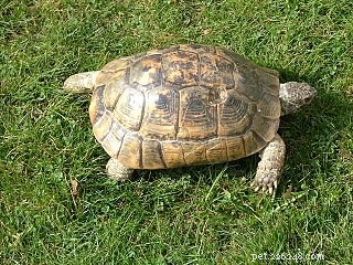 De beste huisdierenschildpad - verzorging voor Griekse schildpad en gouden Griekse schildpad