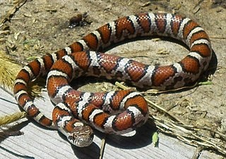 Уход за молочными змеями – содержание синалоанской молочной змеи и родственных видов