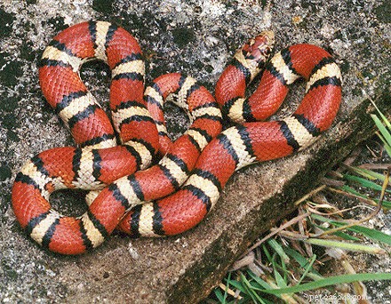 Уход за молочными змеями – содержание синалоанской молочной змеи и родственных видов