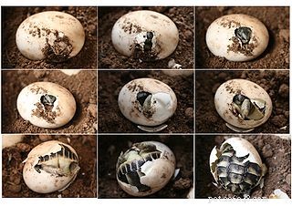 Лучший инкубатор для яиц рептилий – Zoo Med Reptibator