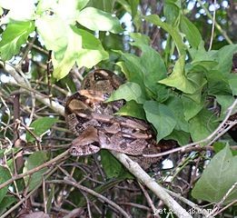 애완용 작은 보아뱀 - 커먼 보아의 섬 종족 