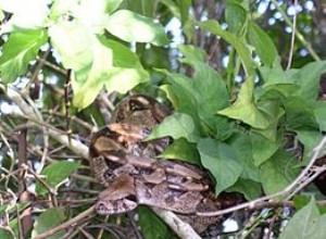 Small Boa Constrictors as Pets – Island Races of the Common Boa