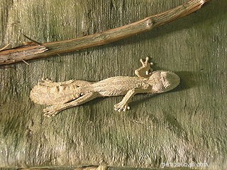 Une nouvelle espèce spectaculaire de gecko à queue de feuille découverte en Australie