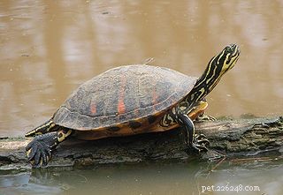 Svullna ögon i rött öron och andra vattenlevande sköldpaddor