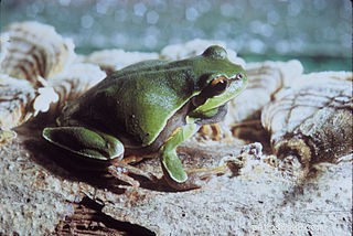 Les reptiles américains et les amphibiens ont besoin de l aide des amateurs et de la protection fédérale