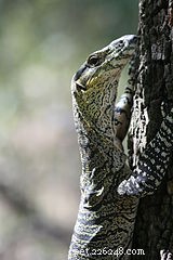 Nouvelles études sur l intelligence des reptiles – À quel point votre animal de compagnie est-il intelligent ?