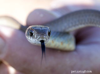 Reptile News – Nouvelle étude surprenante sur les yeux et la vision des serpents 