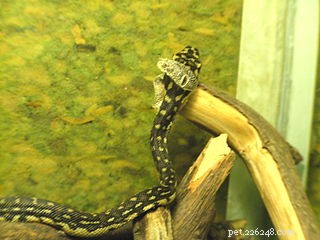 Новости о рептилиях – неожиданное новое исследование глаз и зрения змей
