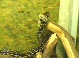 爬虫類ニュース–蛇の目と視覚に関する驚くべき新しい研究 