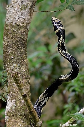 ラテンアメリカのネズミヘビの飼育下ケア–タイガーネズミヘビ 