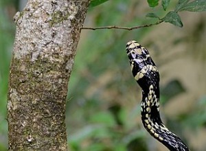 Cuidados em cativeiro de cobras-rato da América Latina – A cobra-rato-tigre