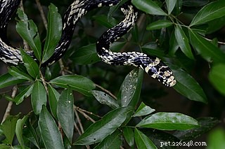 Уход за латиноамериканскими крысиными змеями в неволе – Тигровая крысиная змея