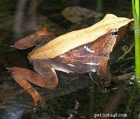 Лягушка Дарвина вымерла – самцы «кормили» головастиков в своих голосовых мешках