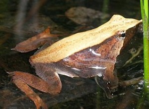 다윈의 개구리는 멸종했습니다 – 성대에  수유를 받은  수컷 올챙이