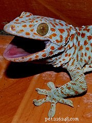Tokay Gecko Soin, Alimentation et Conception de Terrarium