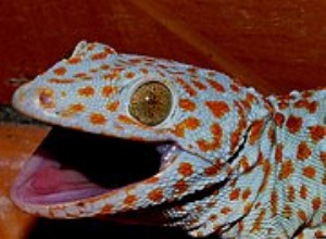 Péče o tokajský gekončík, krmení a design terária