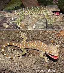 Tokay Gecko Care, alimentação e design de terrário
