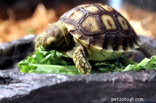 Фрукты и овощи, безопасные для рептилий