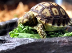 Reptiler säker frukt och grönsaker