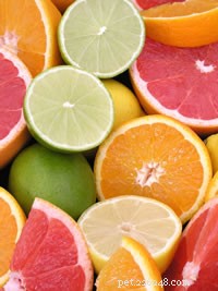 Frutas e vegetais seguros para répteis