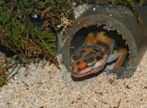 7 conseils pour faire une peau humide pour les geckos léopards 