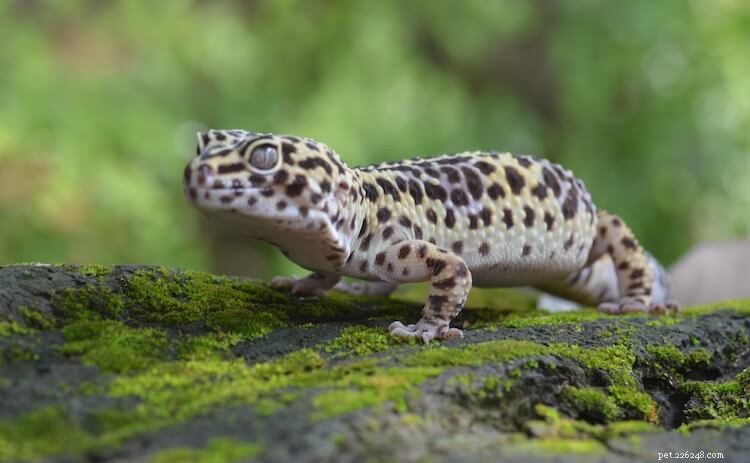 7 советов по созданию влажной шкуры для леопардовых гекконов