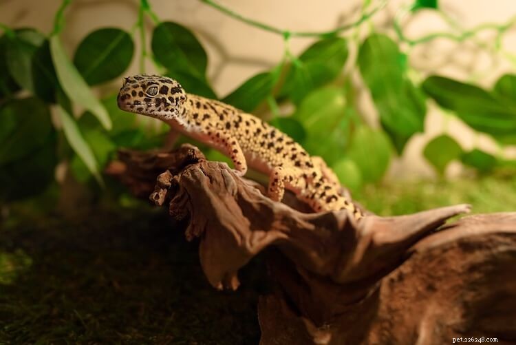 7 tips för att göra en fuktig gömma för leopardgeckos