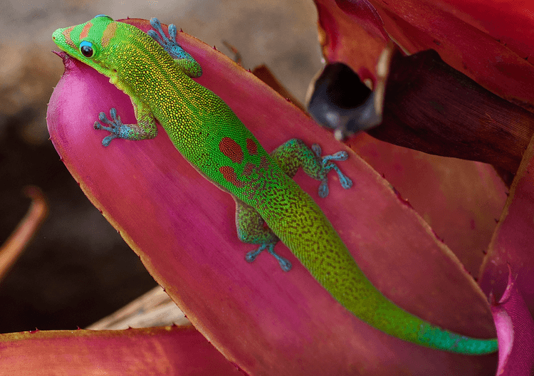 Top 10 bästa typerna av geckos för husdjur