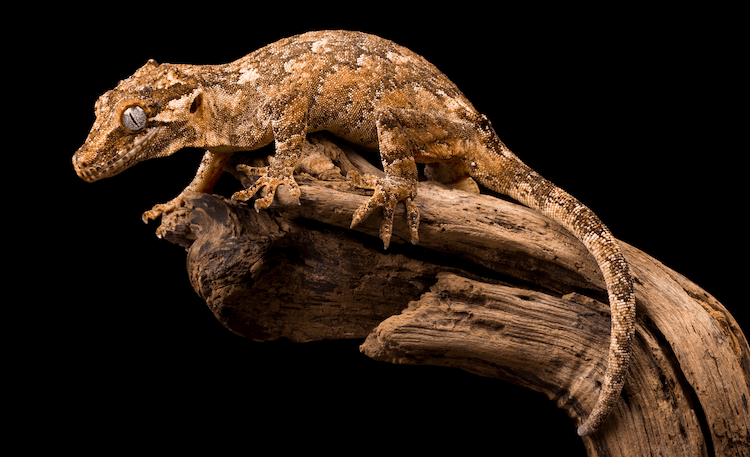 Os 10 melhores tipos de lagartixas para animais de estimação