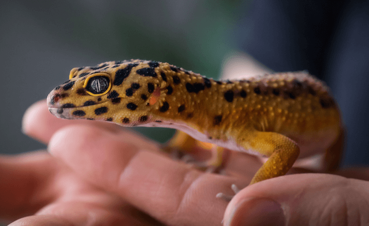 Top 10 des meilleurs types de geckos pour animaux de compagnie
