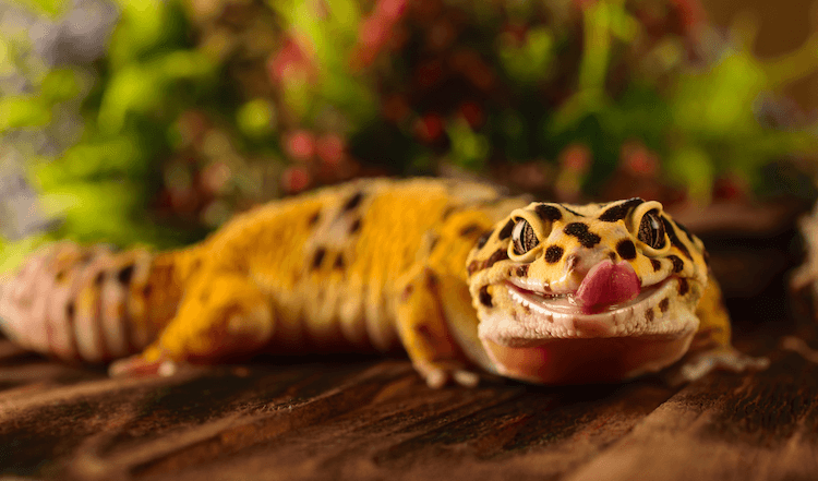Os 10 melhores tipos de lagartixas para animais de estimação