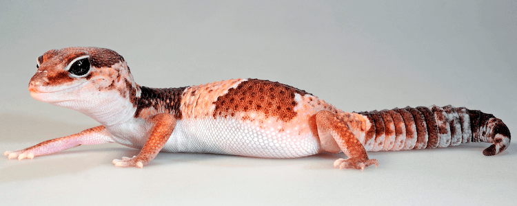 Top 10 bästa typerna av geckos för husdjur