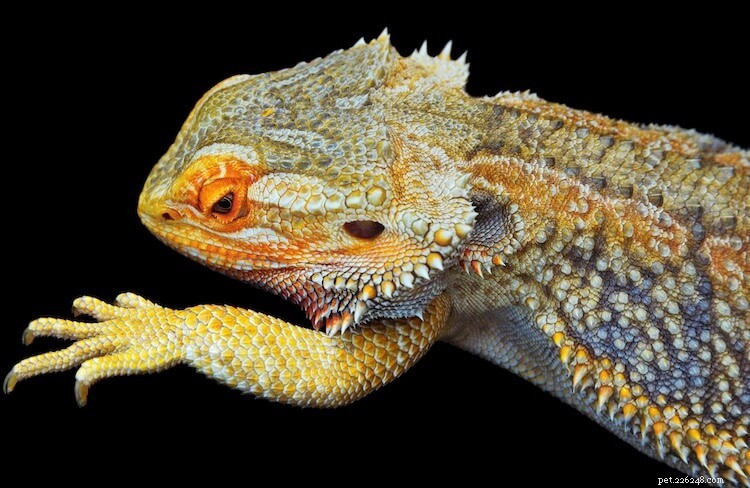 I 15 tipi principali di colori e forme del drago barbuto