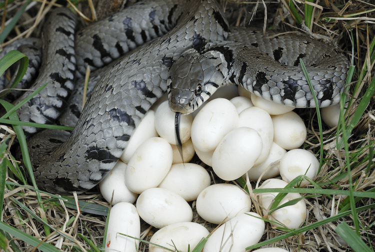 ヘビは卵を産みますか？あなたが知る必要があるすべて 