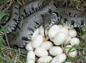 Lagen slangen eieren? Alles wat u moet weten