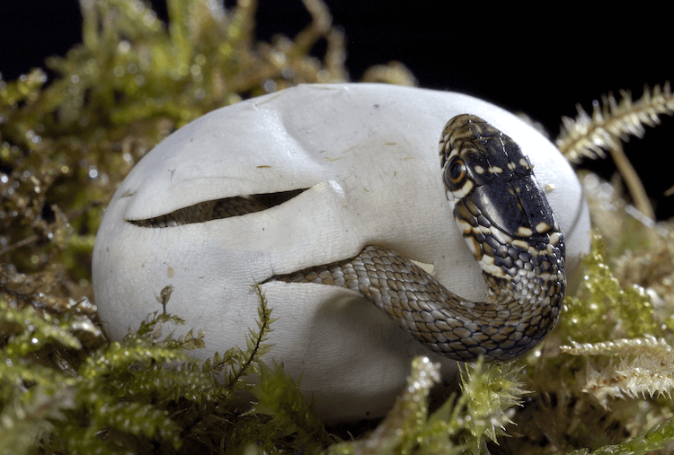 I serpenti depongono le uova? Tutto quello che devi sapere