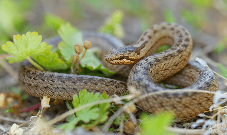 I serpenti depongono le uova? Tutto quello che devi sapere