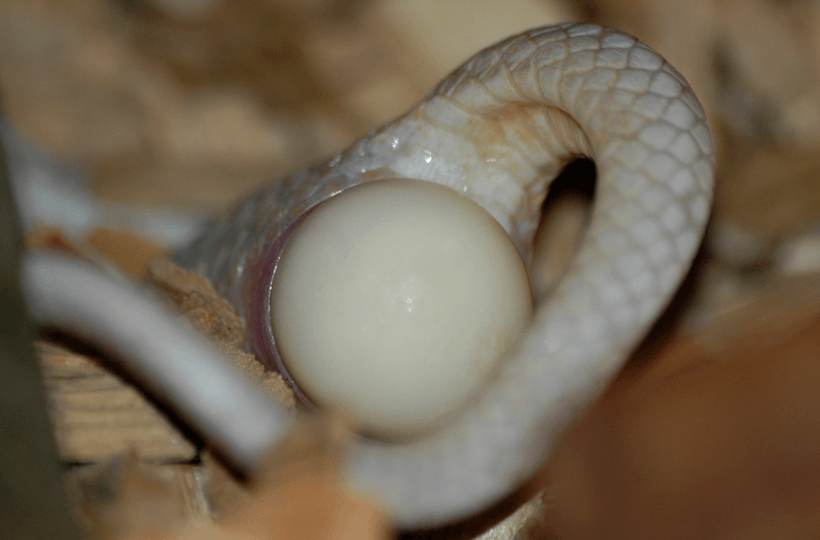 Lagen slangen eieren? Alles wat u moet weten