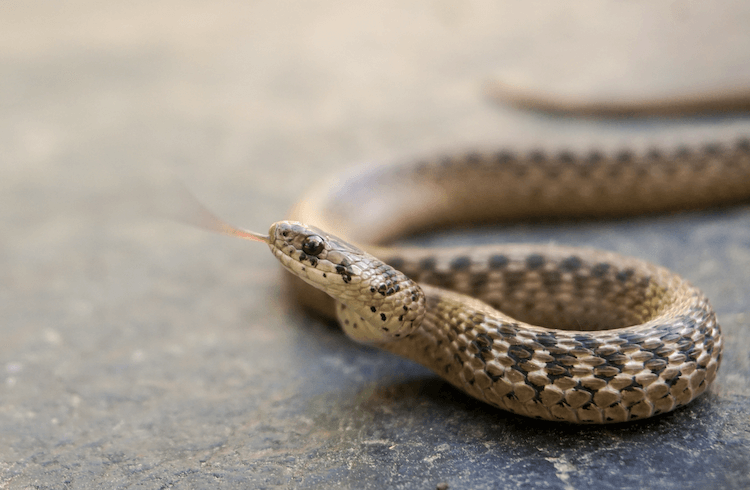 初心者のためのトップ15の最も簡単なペットのヘビ 