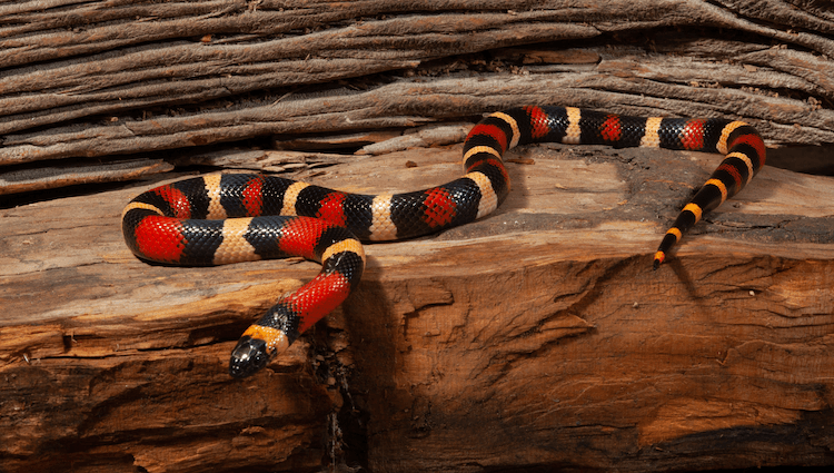 I 15 serpenti domestici più semplici per principianti