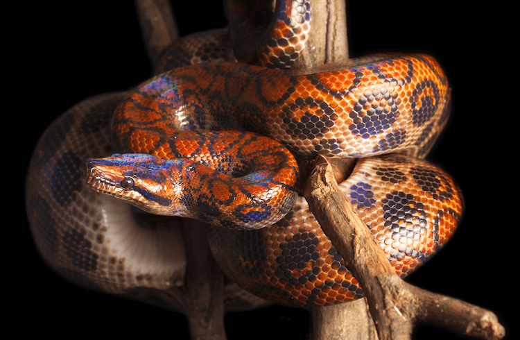 Top 15 cobras de estimação mais fáceis para iniciantes
