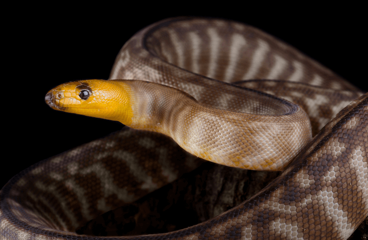 初心者のためのトップ15の最も簡単なペットのヘビ 
