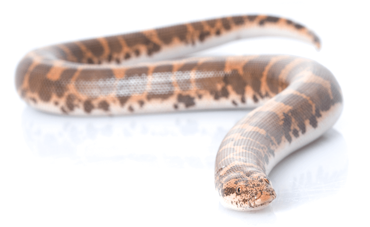 Top 15 nejjednodušších hadů pro začátečníky