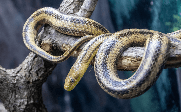 Top 15 nejjednodušších hadů pro začátečníky