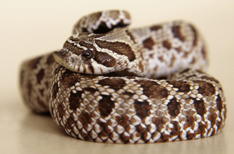 15 самых простых домашних змей для начинающих