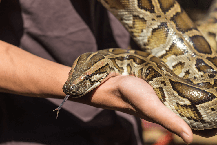 Quanto custam as cobras? Lista de preços de espécies